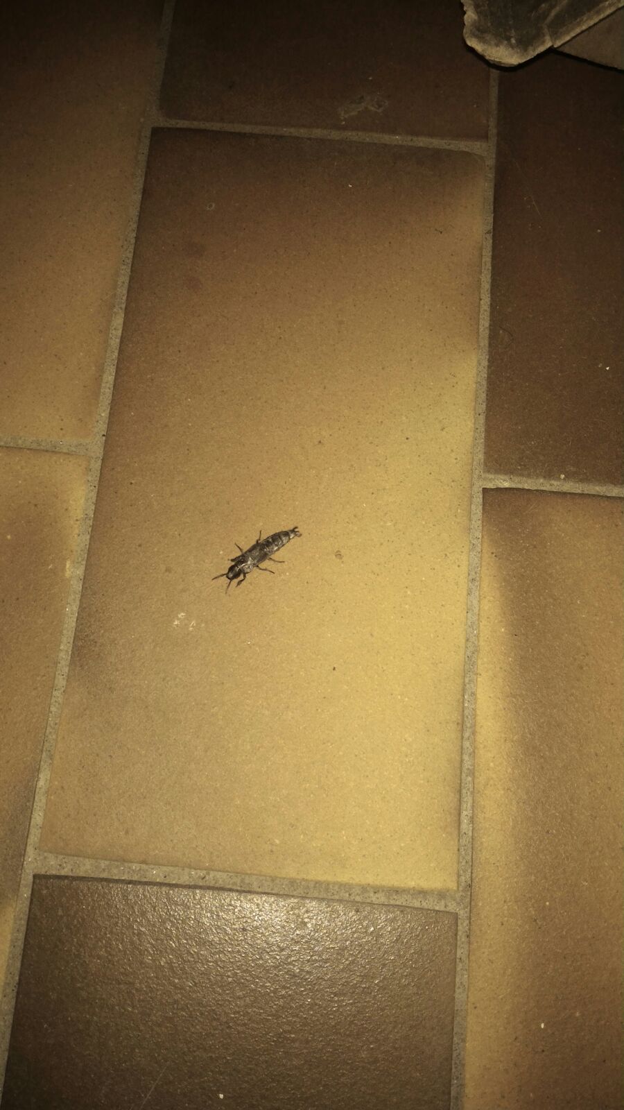 Staphylinidae:  Velleius dilatatus